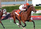 War Monger cruises to impressive win in the Sunshine Millions Turf.<br><a target="blank" href="http://www.bloodhorse.com/horse-racing/photo-store?ref=http%3A%2F%2Fpictopia.com%2Fperl%2Fgal%3Fprovider_id%3D368%26ptp_photo_id%3D3398760%26ref%3Dstory">Order This Photo</a>