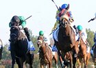 Daisy Devine, 43-1, Pulls Valley View Shocker Daisy Devine, 43-1, Pulls Valley View Shocker