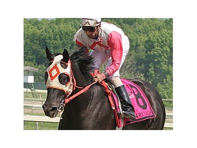 Ben's Cat is the defending champion in the Parx Dash.