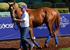 Darley Trio Gets Mares in Foal Darley Trio Gets Mares in Foal