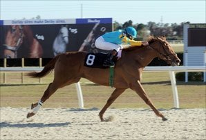 Halo Najib Among 11 for American Turf S. Halo Najib Among 11 for American Turf S.