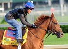 Animal Kingdom a Team Valor Derby Product Animal Kingdom a Team Valor Derby Product