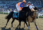 Noble Tune in the 2012 Breeders' Cup.
<br><a target="blank" href="http://photos.bloodhorse.com/BreedersCup/2012-Breeders-Cup/Juvenile-Turf/26130158_gHJcdg#!i=2194217531&k=hDMq7VT">Order This Photo</a>