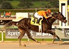 Teddy's Promise is seeking her sixth win over the Cushion Track in the A Gleam Handicap.