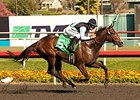 Bajan comes home strong to win the Moccasin Stakes.