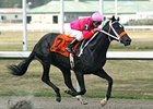 Breeders' Cup Juvenile Hopeful West Side Bernie "could be any kind."