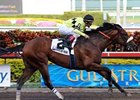 Quality Road is one of many Todd Pletcher trainees expected at the Breeders' Cup. <br><a target="blank" href="http://www.bloodhorse.com/horse-racing/photo-store?ref=http%3A%2F%2Fpictopia.com%2Fperl%2Fgal%3Fprovider_id%3D368%26ptp_photo_id%3D7964864%26ref%3Dstory">Order This Photo</a>