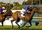 Turning Top takes control late to win the Beverly Hills.<br><a target="blank" href="http://www.bloodhorse.com/horse-racing/photo-store?ref=http%3A%2F%2Fpictopia.com%2Fperl%2Fgal%3Fprovider_id%3D368%26ptp_photo_id%3D9083239%26ref%3Dstory">Order This Photo</a>