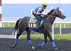 The Factor on track at Meydan on March 25.