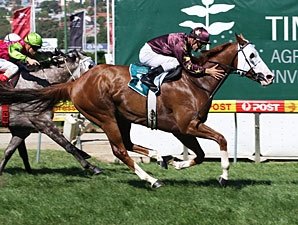 Apache Cat Impressive in Australia Apache Cat Impressive in Australia