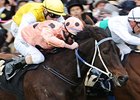 Black Caviar <br><a target="blank" href="http://photos.bloodhorse.com/AtTheRaces-1/at-the-races-2012/22274956_jFd5jM#!i=1934910495&k=zQQ7Vg5">Order This Photo</a>