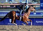 Tightend Touchdown <br><a target="blank" href="http://photos.bloodhorse.com/BreedersCup/2013-Breeders-Cup/Breeders-Cup/32986083_QMHXWK#!i=2873730500&k=nh6Z9Tg">Order This Photo</a>