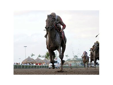 Orb winning the Fountain of Youth Stakes.
<br><a target="blank" href="http://photos.bloodhorse.com/AtTheRaces-1/at-the-races-2013/27257665_QgCqdh#!i=2378941739&k=36gBnNj">Order This Photo</a>