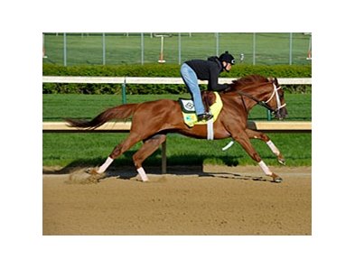 Golden Soul<br><a target="blank" href="http://photos.bloodhorse.com/TripleCrown/2013-Triple-Crown/Kentucky-Derby-Workouts/29026796_jvcnn8#!i=2478246258&k=MKmrPNW">Order This Photo</a>
