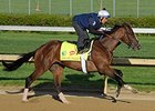 Normandy Invasion
<br><a target="blank" href="http://photos.bloodhorse.com/TripleCrown/2013-Triple-Crown/Kentucky-Derby-Workouts/29026796_jvcnn8#!i=2469052455&k=ChWCkXF">Order This Photo</a>