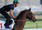 Royal Delta prepping for the Dubai World Cup.
<br><a target="blank" href="http://photos.bloodhorse.com/AtTheRaces-1/at-the-races-2013/27257665_QgCqdh#!i=2428260914&k=Z7DgnVb">Order This Photo</a>
