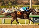 Love and Pride Won't Be Denied in Zenyatta Love and Pride Won't Be Denied in Zenyatta