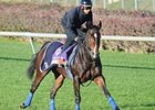 Elusive Kate at Churchill Downs on Nov 1.<br><a target="blank" href="http://www.bloodhorse.com/horse-racing/photo-store?ref=http%3A%2F%2Fpictopia.com%2Fperl%2Fgal%3Fprovider_id%3D368%26ptp_photo_id%3D9726185%26ref%3Dstory">Order This Photo</a>