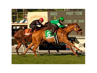 Caracortado takes the Sunshine Millions Turf under Joe Talamo.<br><a target="blank" href="http://www.bloodhorse.com/horse-racing/photo-store?ref=http%3A%2F%2Fpictopia.com%2Fperl%2Fgal%3Fprovider_id%3D368%26ptp_photo_id%3D9387851%26ref%3Dstory">Order This Photo</a>