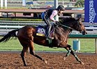 Don't Tell Sophia
<br><a target="blank" href="http://photos.bloodhorse.com/BreedersCup/2014-Breeders-Cup/Works/i-WsGtQHb">Order This Photo</a>