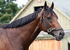 Palace Malice Enters Stud at $20,000 Palace Malice Enters Stud at $20,000