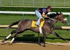 Win Willy Out of Kentucky Derby Win Willy Out of Kentucky Derby