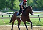 Zetterholm at Pimlico<br><a target="blank" href="http://photos.bloodhorse.com/TripleCrown/2012-Triple-Crown/Preakness-Stakes-137/23013252_TrG3NS#!i=1852403122&k=8SkN56P">Order This Photo</a>
