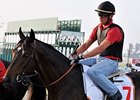 Gloria de Campeao<br><a target="blank" href="http://www.bloodhorse.com/horse-racing/photo-store?ref=http%3A%2F%2Fpictopia.com%2Fperl%2Fgal%3Fprovider_id%3D368%26ptp_photo_id%3D8856896%26ref%3Dstory">Order This Photo</a>