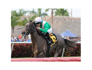 Tuttipaesi won the Ginger Brew Stakes on Jan 1 at Gulfstream.<br><a target="blank" href="http://photos.bloodhorse.com/AtTheRaces-1/at-the-races-2013/27257665_QgCqdh#!i=2299757759&k=T5D88Lj">Order This Photo</a>