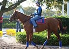 Animal Kingdom<br><a target="blank" href="http://www.bloodhorse.com/horse-racing/photo-store?ref=http%3A%2F%2Fpictopia.com%2Fperl%2Fgal%3Fprovider_id%3D368%26ptp_photo_id%3D9798142%26ref%3Dstory">Order This Photo</a>