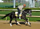 Black Onyx at Churchill Downs.
<br><a target="blank" href="http://photos.bloodhorse.com/TripleCrown/2013-Triple-Crown/Kentucky-Derby-Workouts/29026796_jvcnn8#!i=2478553824&k=BmpLjFB">Order This Photo</a>
