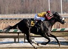 Gattopardo Romps in Miracle Wood Gattopardo Romps in Miracle Wood
