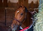 Caracortado <br><a target="blank" href="http://photos.bloodhorse.com/BreedersCup/2013-Breeders-Cup/Breeders-Cup/32986083_QMHXWK#!i=2875093444&k=SKJh5Sg">Order This Photo</a>