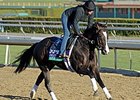 Bahamian Squall Retired to Stud Bahamian Squall Retired to Stud