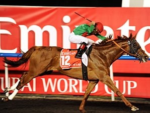 Animal Kingdom Horse Profile BloodHorse