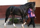 Honor Code is expected to make his return in the Gulfstream Park Handicap <br><a target="blank" href="http://photos.bloodhorse.com/AtTheRaces-1/At-the-Races-2014/i-g4tjDZN">Order This Photo</a>