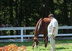Romans Ready to Prey on New York Stakes Romans Ready to Prey on New York Stakes