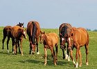 The number of KTBIF-nominated mares has increased