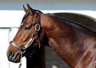 Grade II Winner Wilburn Sires First Foal Grade II Winner Wilburn Sires First Foal