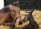 Midday and Foal