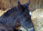 Filly, Court Vision - Panteccaria