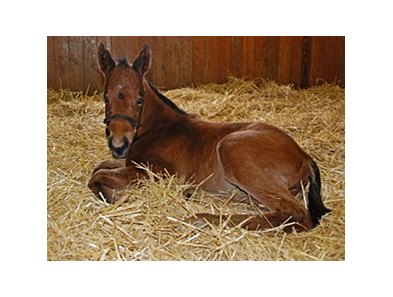 Filly, Bernardini - Pure Clan, born Jan 10.