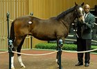 A Medaglia d'Oro yearling colt brought $350,000 during the third session of the Keeneland January horses of all ages sale.