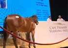 Cape Thoroughbred Sale - Mike Bass Cape Thoroughbred Sale - Mike Bass