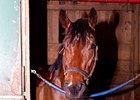 Bullet Catcher safe in his stall after his adventure.
