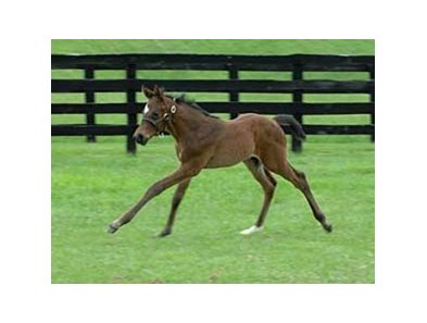 A full brother to Curlin frolics at Fares Farm.