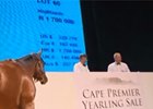 Cape Thoroughbred Sale Preview Cape Thoroughbred Sale Preview