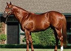 Speightstown Fulfills His Promise Speightstown Fulfills His Promise