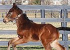First Foal by Custom for Carlos Born First Foal by Custom for Carlos Born