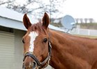 Wise Dan Rejoins Lopresti at Keeneland Wise Dan Rejoins Lopresti at Keeneland